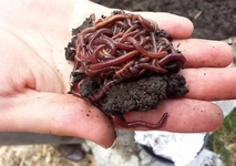 Kırmızı Kaliforniya Solucanı Nasıl Yetiştirilir?