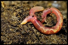 Solucan Gübresi Çayı Özellikleri ve Faydaları Nelerdir?