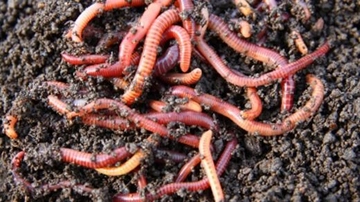 Solucan Gübresi Ne İşe Yarar?